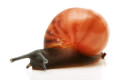 Archachatina marginata grevillei Cameroon striped juvenil